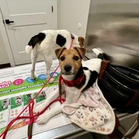 Freya/ Sale Pending, a female Jack Russell Terrier for sale in Blossom, TX – 4 of 10