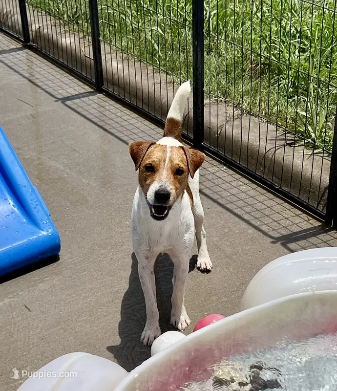 Walker – Jack Russell Terrier puppy for sale in Blossom, TX