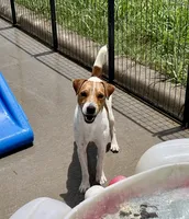 Walker Sale Pending, a male Jack Russell Terrier for sale in Blossom, TX – 1 of 10