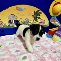 Ivy, a female Jack Russell Terrier for sale in Blossom, TX – Photo 5 of 10