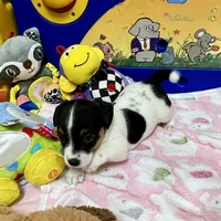 Ivy, a female Jack Russell Terrier for sale in Blossom, TX – Photo 6 of 10