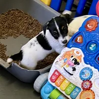 Ivy, a female Jack Russell Terrier for sale in Blossom, TX – Photo 3 of 10