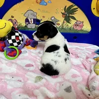 Ivy, a female Jack Russell Terrier for sale in Blossom, TX – Photo 8 of 10