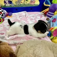 Ivy, a female Jack Russell Terrier for sale in Blossom, TX – Photo 7 of 10