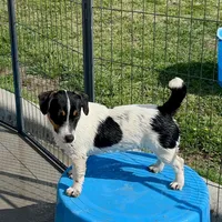 Ivy, a female Jack Russell Terrier for sale in Blossom, TX – 1 of 10