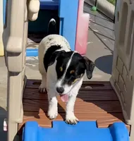 Ivy, a female Jack Russell Terrier for sale in Blossom, TX – 4 of 10