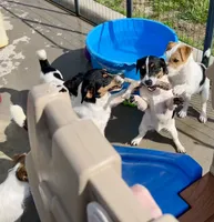 Ivy, a female Jack Russell Terrier for sale in Blossom, TX – 5 of 10