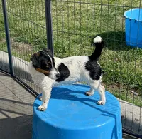 Ivy, a female Jack Russell Terrier for sale in Blossom, TX – 3 of 10
