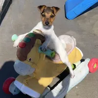 Pepper, a female Jack Russell Terrier for sale in Blossom, TX – Photo 6 of 10