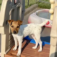 Pepper, a female Jack Russell Terrier for sale in Blossom, TX – Photo 5 of 10