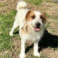 Pepper, a female Jack Russell Terrier for sale in Blossom, TX – Photo 10 of 10