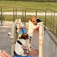 Pepper, a female Jack Russell Terrier for sale in Blossom, TX – Photo 8 of 10