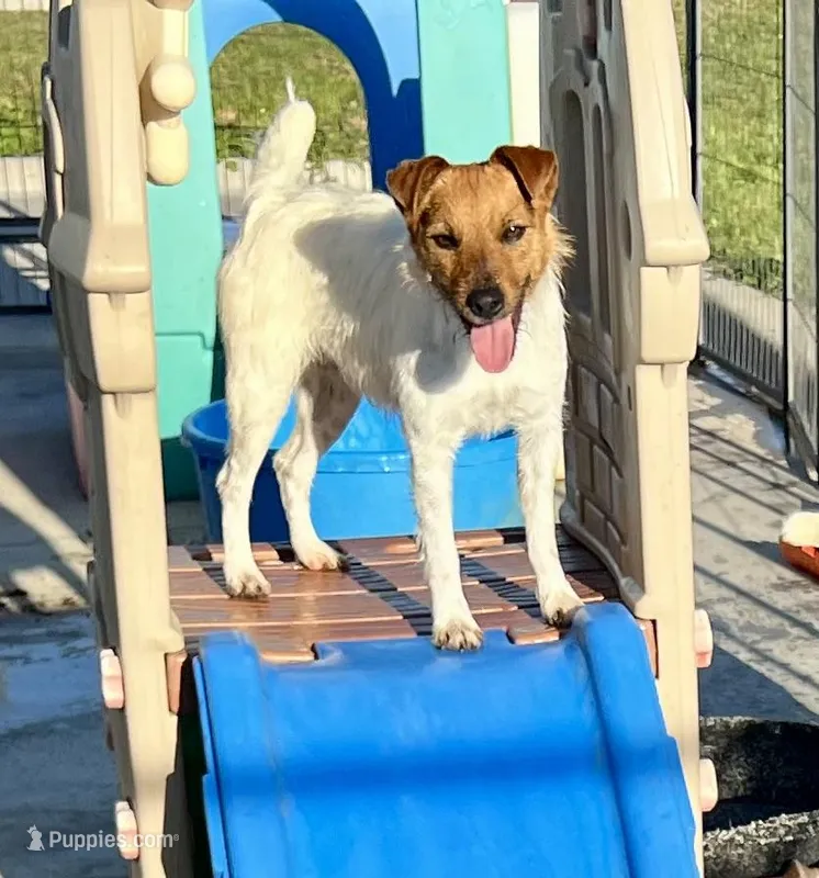 Pepper – Jack Russell Terrier puppy for sale in Blossom, TX
