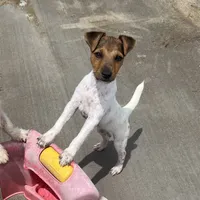 Pepper, a female Jack Russell Terrier for sale in Blossom, TX – Photo 7 of 10