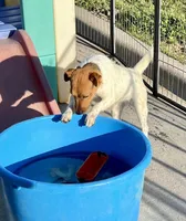 Pepper, a female Jack Russell Terrier for sale in Blossom, TX – 2 of 10