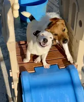 Pepper, a female Jack Russell Terrier for sale in Blossom, TX – 4 of 10