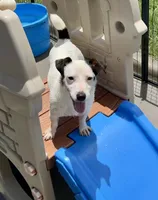 Winter - Shorty, a female Jack Russell Terrier for sale in Blossom, TX – 1 of 10
