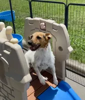 Pepper, a female Jack Russell Terrier for sale in Blossom, TX – 4 of 10