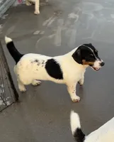 Ivy, a female Jack Russell Terrier for sale in Blossom, TX – 3 of 10