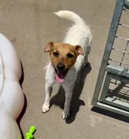 Pepper, a female Jack Russell Terrier for sale in Blossom, TX – 1 of 10