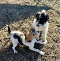 Walker Sale Pending, a male Jack Russell Terrier for sale in Blossom, TX – 8 of 10