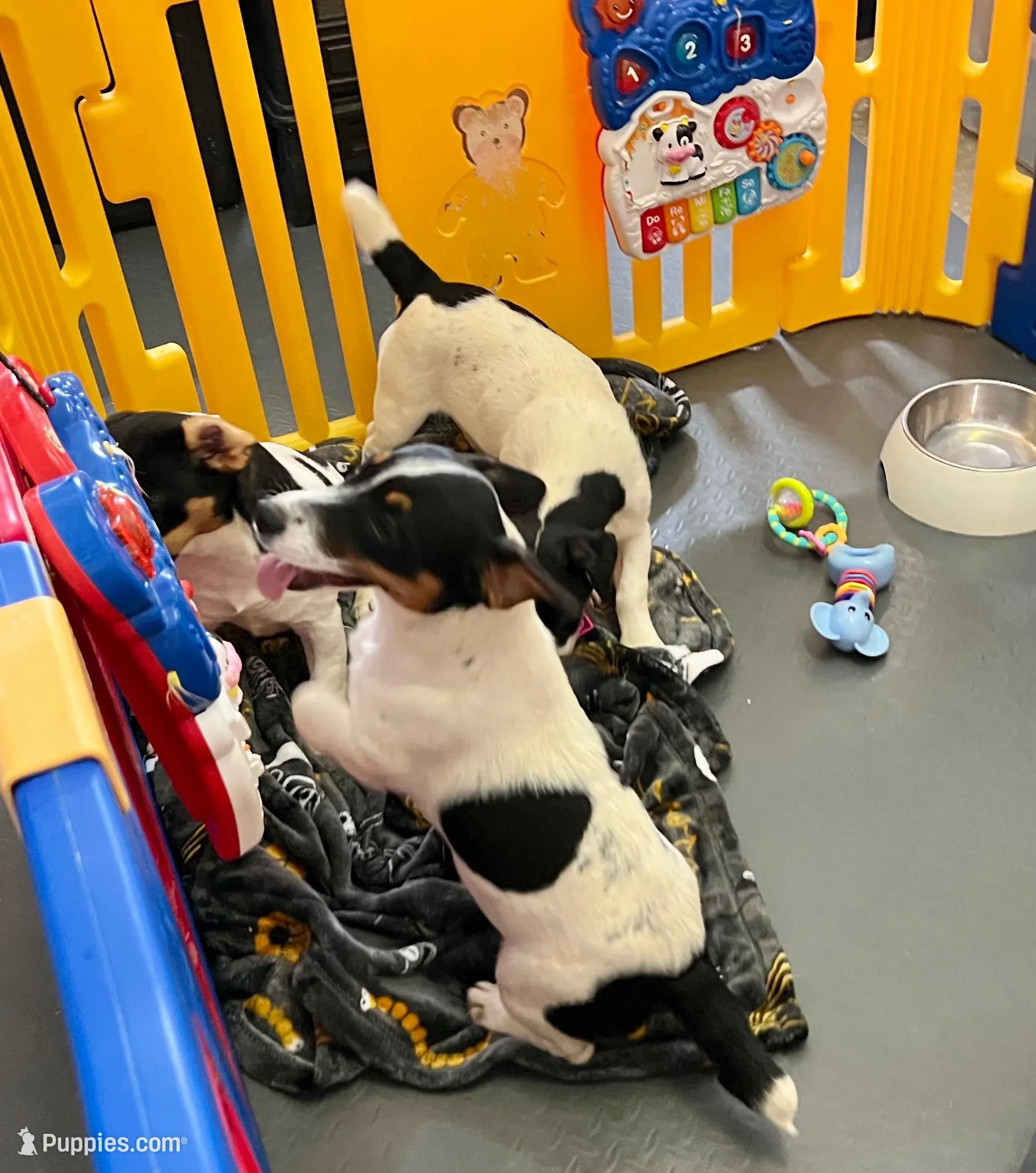 Ivy, a female Jack Russell Terrier for sale in Blossom, TX – Photo 2 of 10