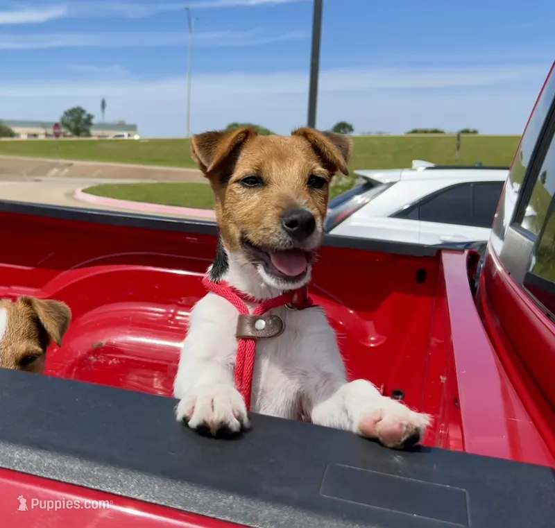 Freya – Jack Russell Terrier puppy for sale in Blossom, TX