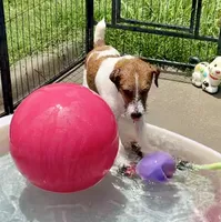 Waylon, a male Jack Russell Terrier for sale in Blossom, TX – 3 of 10