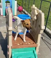Pepper, a female Jack Russell Terrier for sale in Blossom, TX – 2 of 10