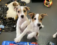 Little Bit, a female Jack Russell Terrier for sale in Blossom, TX – Photo 2 of 8