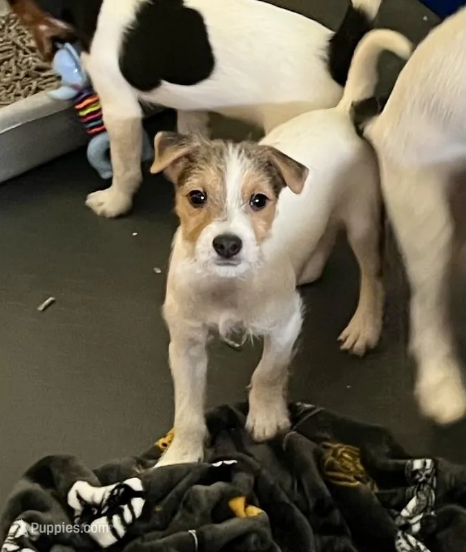Little Bit – Jack Russell Terrier puppy for sale in Blossom, TX
