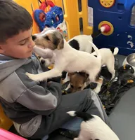 Little Bit, a female Jack Russell Terrier for sale in Blossom, TX – Photo 3 of 8