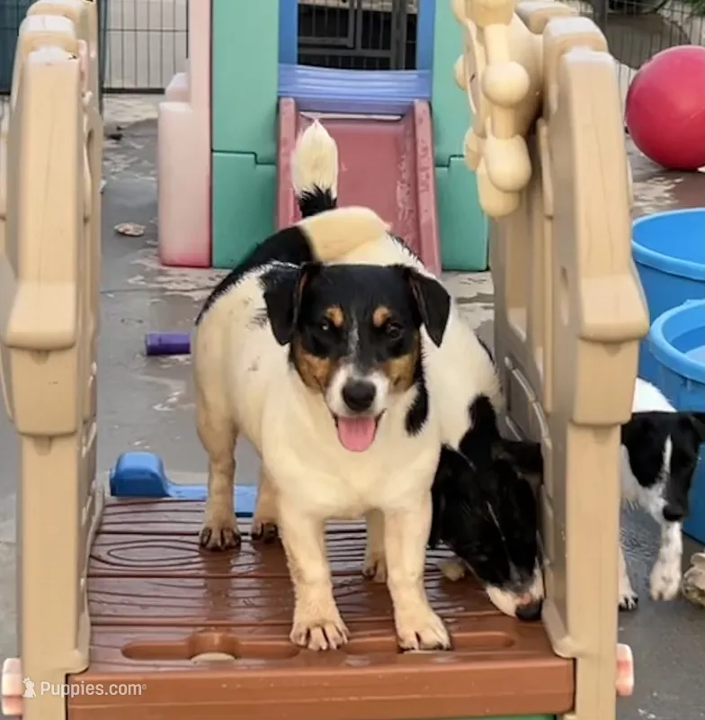 Rose – Jack Russell Terrier puppy for sale in Blossom, TX