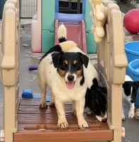 Rose, a female Jack Russell Terrier for sale in Blossom, TX – 1 of 10