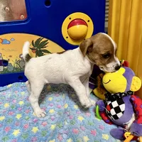 Walker, a male Jack Russell Terrier for sale in Blossom, TX – Photo 7 of 10