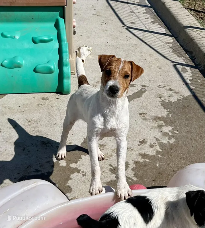 Walker – Jack Russell Terrier puppy for sale in Blossom, TX