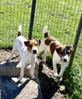 Walker, a male Jack Russell Terrier for sale in Blossom, TX – Photo 3 of 10