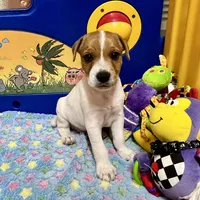 Walker, a male Jack Russell Terrier for sale in Blossom, TX – Photo 6 of 10