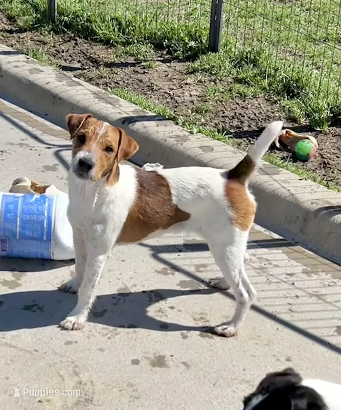 Walker – Jack Russell Terrier puppy for sale in Blossom, TX