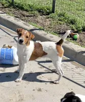 Walker, a male Jack Russell Terrier for sale in Blossom, TX – 1 of 10