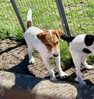 Walker, a male Jack Russell Terrier for sale in Blossom, TX – 6 of 10