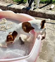 Walker, a male Jack Russell Terrier for sale in Blossom, TX – 3 of 10