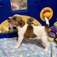 Walker, a male Jack Russell Terrier for sale in Blossom, TX – Photo 5 of 10