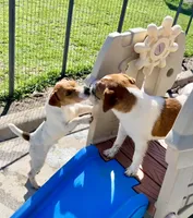 Walker, a male Jack Russell Terrier for sale in Blossom, TX – 4 of 10