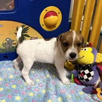 Walker, a male Jack Russell Terrier for sale in Blossom, TX – Photo 4 of 10