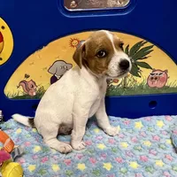 Walker, a male Jack Russell Terrier for sale in Blossom, TX – Photo 8 of 10