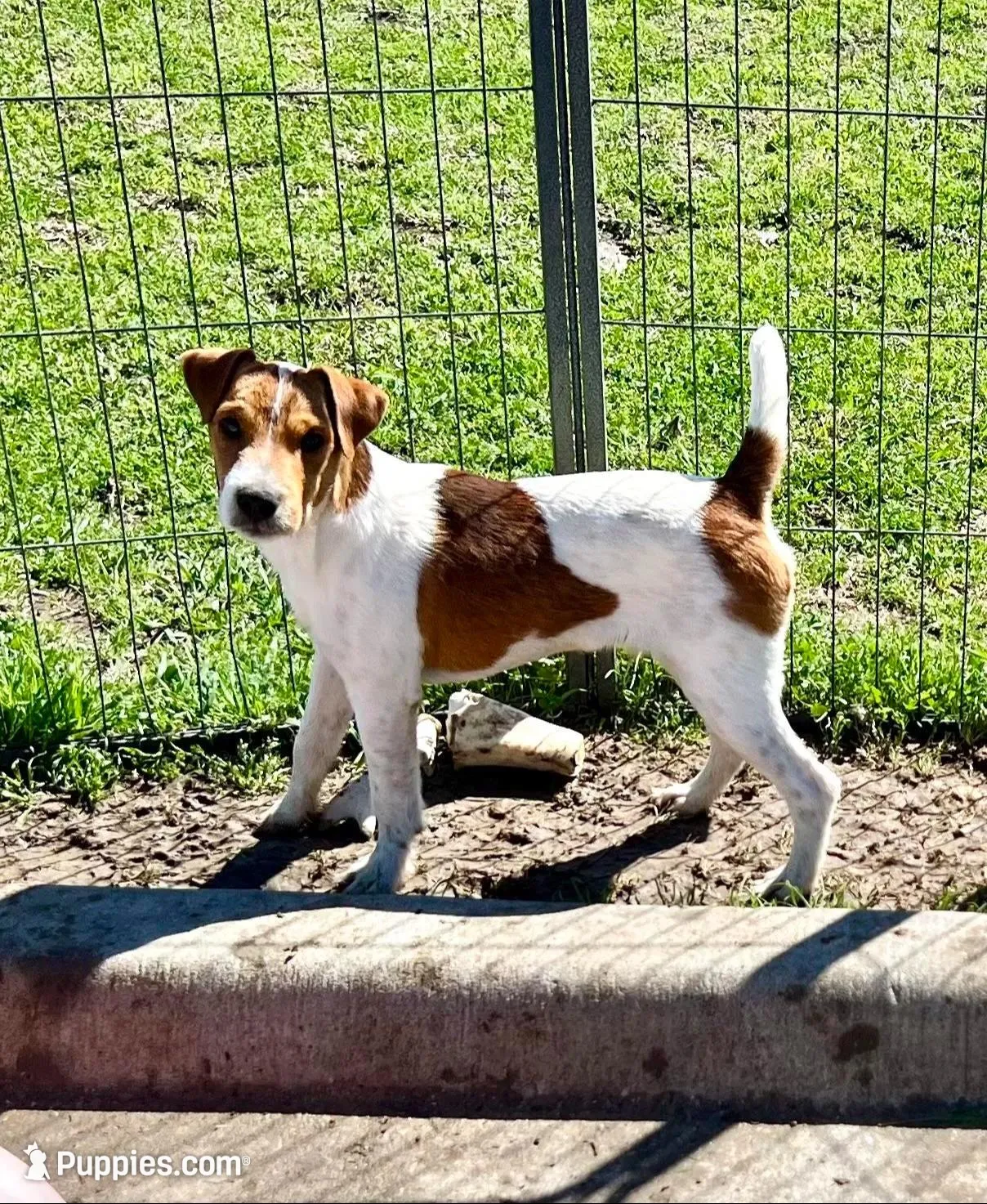 Walker, a male Jack Russell Terrier for sale in Blossom, TX – 2 of 10