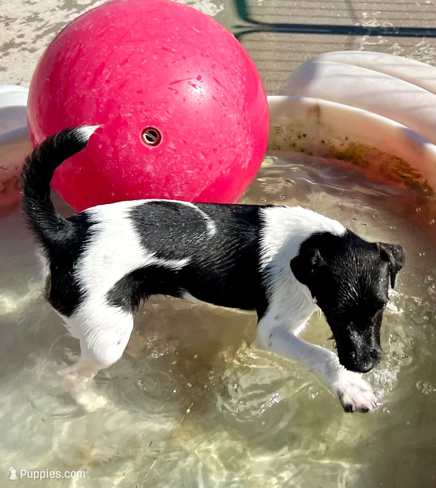Nova, a female Jack Russell Terrier for sale in Blossom, TX – Photo 10 of 10