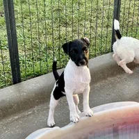 Nova, a female Jack Russell Terrier for sale in Blossom, TX – Photo 4 of 9