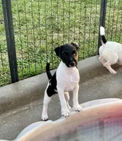 Nova, a female Jack Russell Terrier for sale in Blossom, TX – Photo 5 of 10